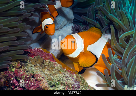 False clown anemonefish (Amphiprion ocellaris) tendente uova deposte di fresco. Misool Raja Empat, Papua occidentale, in Indonesia. Foto Stock