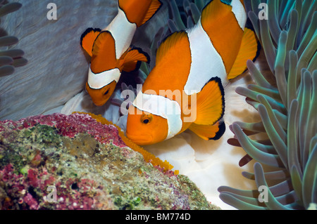 False clown anemonefish (Amphiprion ocellaris) tendente uova deposte di fresco. Misool Raja Empat, Papua occidentale, in Indonesia. Foto Stock