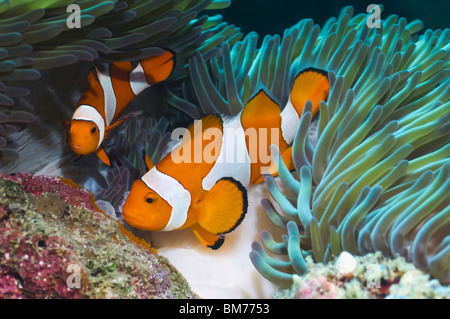 False clown anemonefish (Amphiprion ocellaris) tendente uova deposte di fresco. Misool Raja Empat, Papua occidentale, in Indonesia. Foto Stock