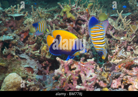 Blu-cinto angelfish (Pomacanthus navarchus) e Regal Angelfish (Pygoplites diacanthus) alimentazione sulla barriera corallina. Foto Stock
