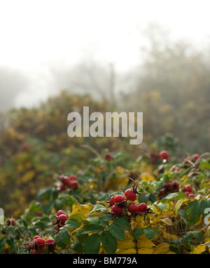 Rosa Rugosa cinorrodi e ragnatele in autunno, nebbia di mattina presto Foto Stock