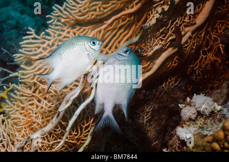 Bianco-pancia fanciulla (Amblyglyphidodon leucogaster) coppia la deposizione delle uova su di gorgonie. Egitto, Mar Rosso. Foto Stock