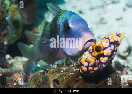 Due prescritte goatfish (Parupeneus bifasciatus) arroccato su di corallo. Misool Raja Empat, Papua occidentale, in Indonesia. Foto Stock