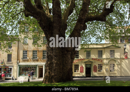 Il gigantesco platano, Abbey Green, comune di Bath, Somerset, Inghilterra, REGNO UNITO Foto Stock