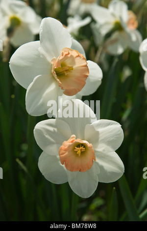 Primo piano di bianco con tazza di pesca narcisi romantici nessuno dall'alto con vista ad alta risoluzione Foto Stock
