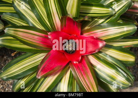Bromeliad Neoregelia carolinae tricolore rosso arrossante primo piano dalle immagini sopra immagini grande alta risoluzione negli Stati Uniti alta risoluzione orizzontale Foto Stock
