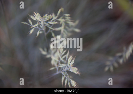 Festuca blu erba Foto Stock