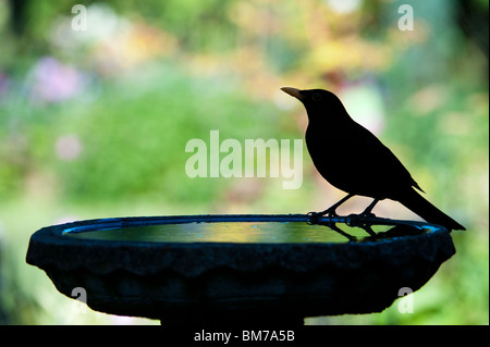 Turdus merula . Merlo maschio in piedi su un bagno di uccelli silhouette Foto Stock