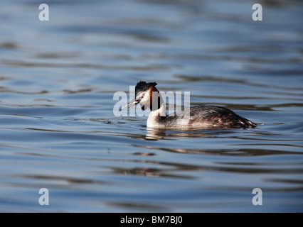 Svasso maggiore (Podiceps chritatus) con stickleback nel becco Foto Stock
