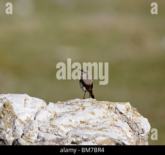 Culbianco (Oenanthe oenanthe) maschio si appollaia su rock Foto Stock