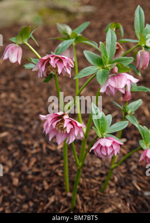 Helleborus hybridus double rosa vicino di fiori Foto Stock