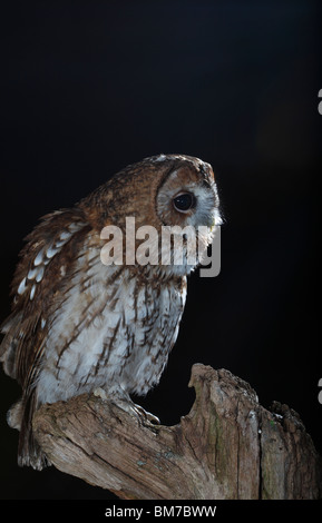 Allocco (Strix aluco) appollaiate sul moncone chiamando Foto Stock