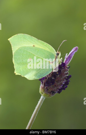 Brimstone butterfly (Gonepteryx rhamni) su spagnolo di fiori di lavanda (Lavandula stoechas) Foto Stock