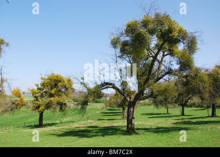 Alberi coperti di vischio europeo Hesbaye Belgio Foto Stock