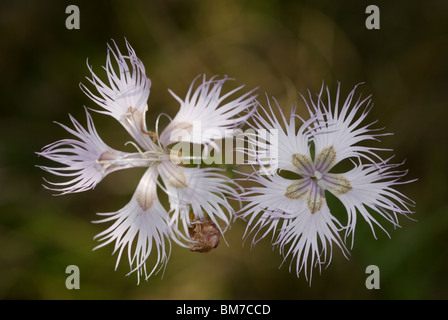 Dianthus hyssopifolius fiore Foto Stock