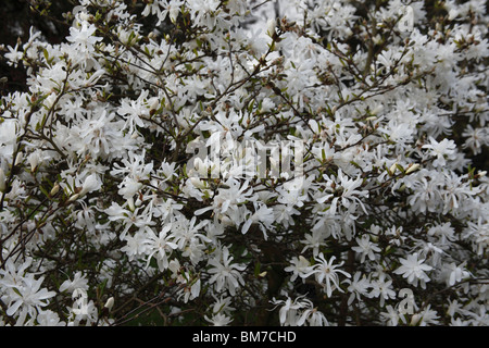 Magnolia stellata royal star vicino di fiori Foto Stock