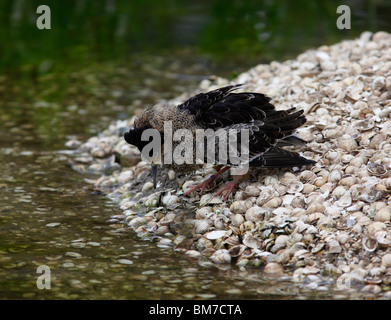 Ruff (Philomachus pugnax) maschio esegue la danza di corteggiamento Foto Stock