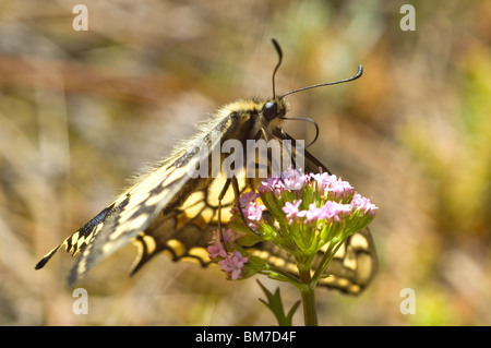 A coda di rondine (farfalla Papilio machaon) su annuale (Valeriana Centranthus calcitrapae) Foto Stock