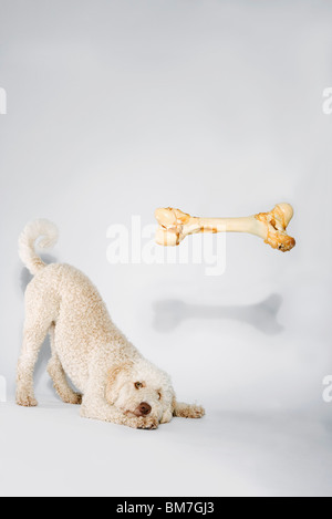 Un osso galleggiante sopra un Waterdog portoghese Foto Stock
