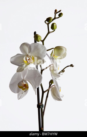 White Moth Orchid (Phalaenopsis) Foto Stock