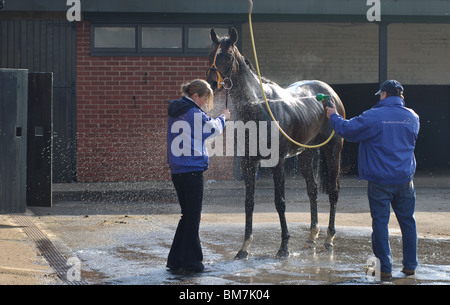 Cavallo essendo lavato giù dopo gara piatta a Warwick gare, REGNO UNITO Foto Stock