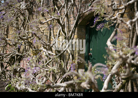 Wisteria sinensis (Wisteria cinese) che cresce su un muro di mattoni, intorno ad una porta verde chiusa. Foto Stock