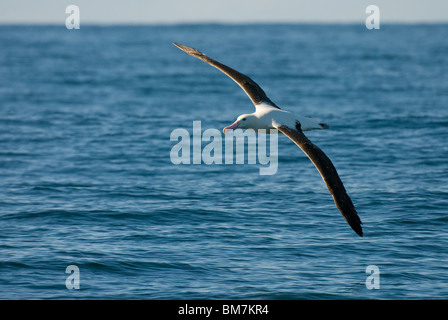 Northern Royal Albatross Diomedea sanfordi Kaikoura Nuova Zelanda Foto Stock