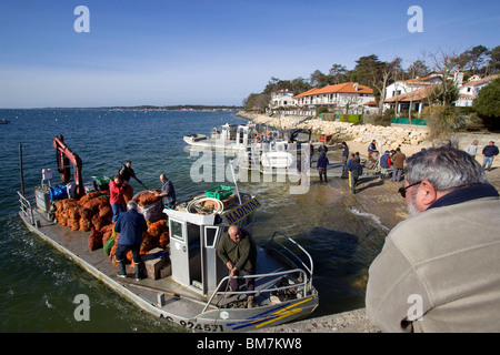 Lège-Cap Ferret (33) su 2010/03/23: 22 tonnellate di ostriche reintrodotti reseed oyster, la motivazione nella baia di Arcachon Foto Stock