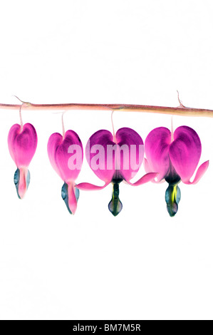 Lamprocapnos spectabilis. Cuore di spurgo fiori, Altered digitalmente su sfondo bianco Foto Stock