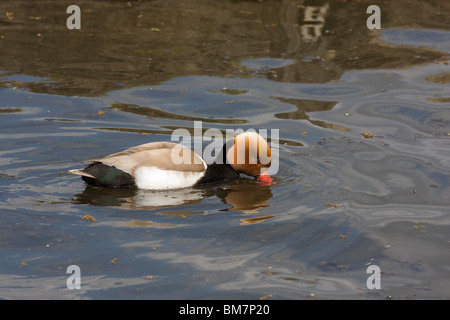 Un rosso-crested Pochard Foto Stock