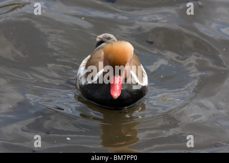 Un rosso-crested pochard nuoto su un laghetto. Foto Stock