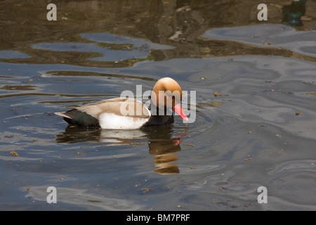 Rosso-crested Pochard (Netta ruffina) Foto Stock