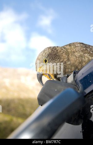 I capretti Kea nestor notabilis il prelievo a un auto specchietto laterale Nuova Zelanda Foto Stock