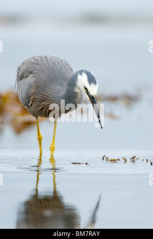 Di fronte bianco-Heron Egretta novaehollandiae alimentazione Nuova Zelanda Foto Stock