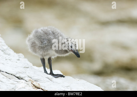 Rosso-fatturati Gull Chroicocephalus scopulinus chick Nuova Zelanda Foto Stock