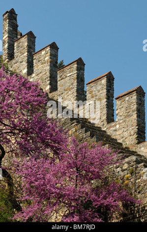 Bosphorus,Rumelihisar Castle,Giuda-tree,istanbul, Turchia Foto Stock