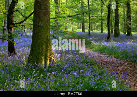Tappeto classico delle Bluebells inglese sul sentiero tra Soudley e Blakeney nella Foresta di Dean, Gloucestershire, Regno Unito Foto Stock