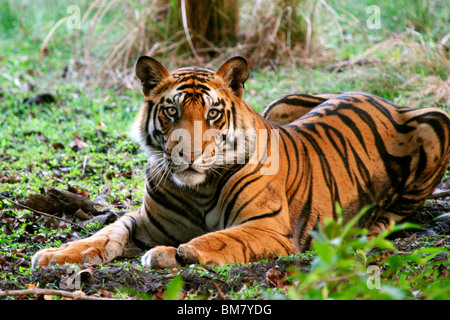 Il Royal tigre del Bengala (Panthera tigris tigris), Bandhavgarh National Park, Madhya Pradesh, India, Asia Foto Stock