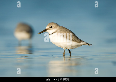 Wrybill Anarhynchus frontalis Ngutuparore Nuova Zelanda Foto Stock