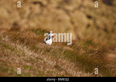 Puffin, fratercula arctica, a Flamborough Head, Yorkshire, Inghilterra Foto Stock