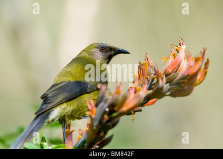 Nuova Zelanda Bellbird Anthornis melanura Makomako Foto Stock