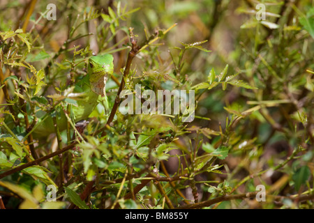 Verde (Iguana Iguana iguana), capretti su una piccola bussola presso il La Plaza Resort in Bonaire, Antille olandesi. Foto Stock
