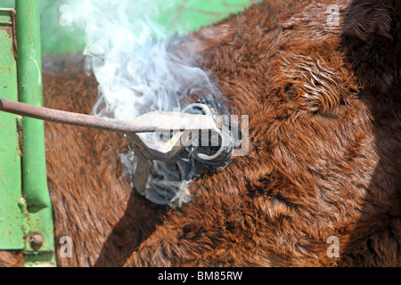 Branding di bestiame con un red hot brand di ferro. Fumo, fuoco e bruciare la pelle come il ferro è tenuto contro il lato di mucche. Cowboy ranch. Foto Stock