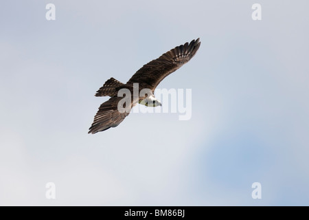 Falco pescatore (Pandion haliaetus carolinensis), sottospecie Americana, in volo. Foto Stock