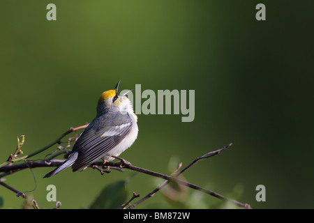 Maschio adulto Golden-winged trillo a cantare all'alba Foto Stock