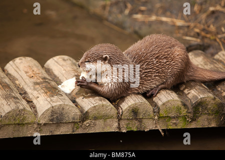 Regno Unito, Inghilterra, Cornwall, Nord Petherwin, Tamar lontra e Centro faunistico, Asian breve artigliato otter alimentare Foto Stock