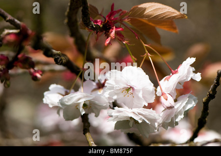 Prunus Shirofugen, Giapponese fiorire dei ciliegi in fiore in primavera Foto Stock