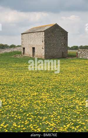 Una massa di tarassaco in un campo nei pressi di Aysgarth, Yorkshire Dales Foto Stock