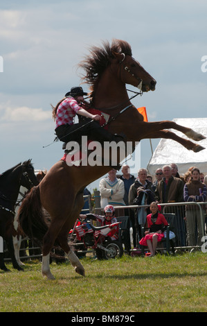 'Stallions di sostanza' pilota stunt eseguire presso il South Suffolk Visualizza Foto Stock