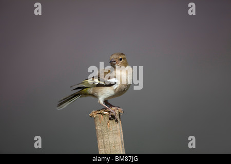 Femmina di fringuello Fringilla coelebs appollaiato sul palo da recinzione contro chiaro cielo scuro mostra segni distintivi Foto Stock